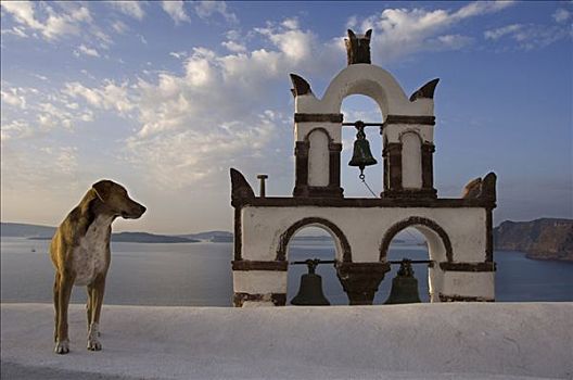 迷路,狗,靠近,钟楼,锡拉岛,基克拉迪群岛,爱琴海,希腊