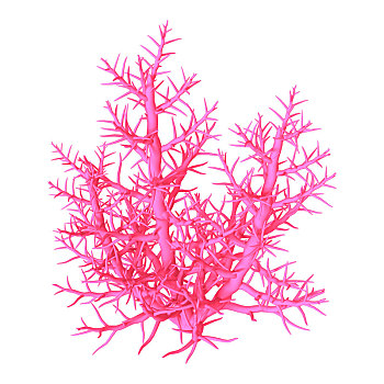 粉色,珊瑚,白色背景