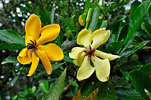 金色,栀子,花,檀中埠廷国立公园,婆罗洲,印度尼西亚