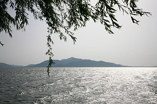 垂柳,湖泊