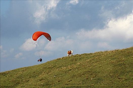 滑翔伞,母牛,巴伐利亚,德国