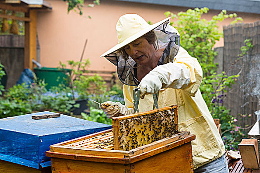 养蜂人,护理,蜂巢,欧洲,蜜蜂,德国