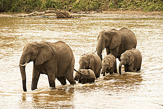 雌性,大象,非洲象,幼兽,穿过,马拉河,塞伦盖蒂国家公园,坦桑尼亚