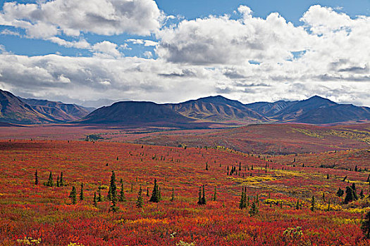 德纳里峰国家公园,阿拉斯加,苔原,北方,阿拉斯加山脉,鲜明,地毯,彩色,秋天