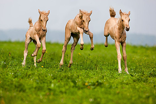 马,小马,驰骋,绿色,草地,提洛尔,奥地利,欧洲