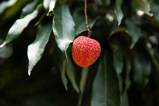 荔枝