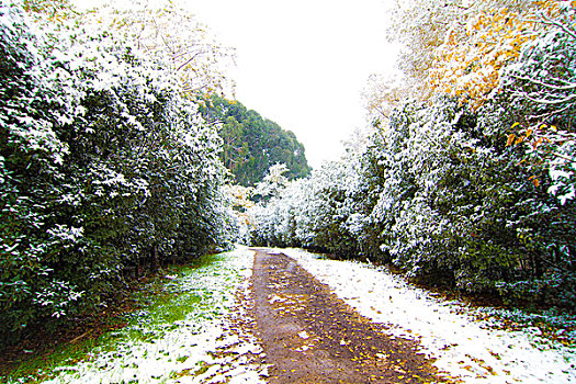 昆明校园雪景