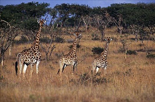 南非,纳塔耳,雌性,长颈鹿,幼兽