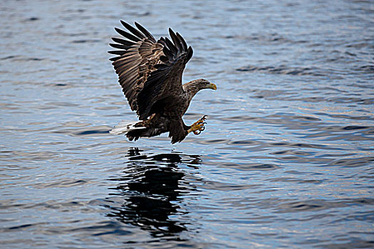 鹰,白尾海雕,飞,猎捕,上方,水,罗弗敦群岛,诺尔兰郡,挪威,欧洲