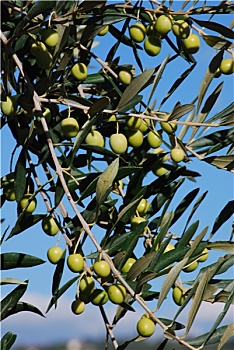 橄榄树,枝条