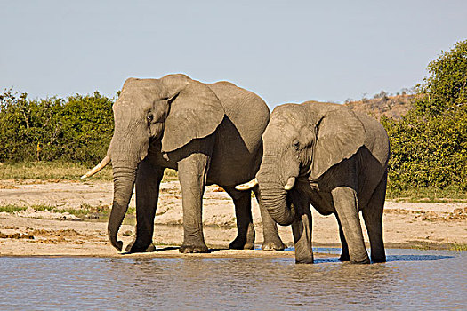 非洲,大象,喝,自然,水坑,萨维提,博茨瓦纳