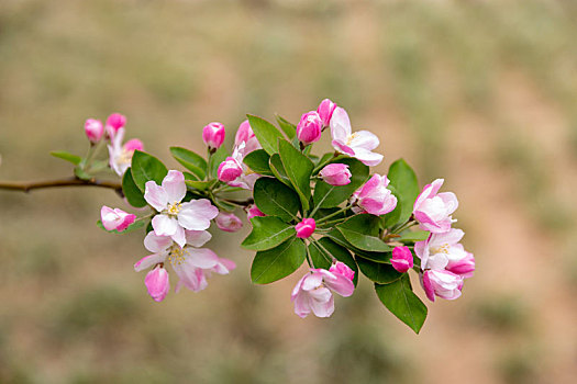 紫荆花,海棠花