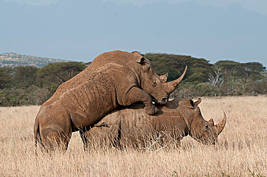 白犀牛,肯尼亚