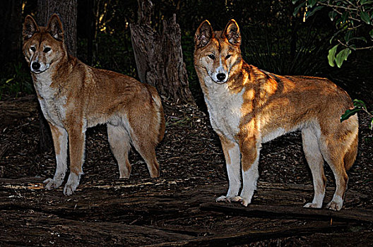 狗,澳洲野狗,北领地州,澳大利亚