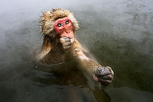 日本猕猴,雪猴,湿透,日本
