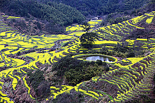 婺源篁岭油菜花海