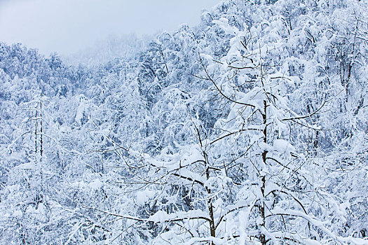 西岭雪山大雪的美丽风景