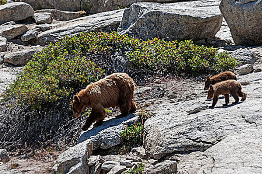 棕熊,两个,幼兽,走,上方,石头,警戒,圆顶,优胜美地国家公园,加利福尼亚,美国,北美