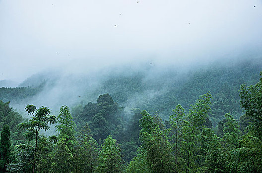 雨雾山景