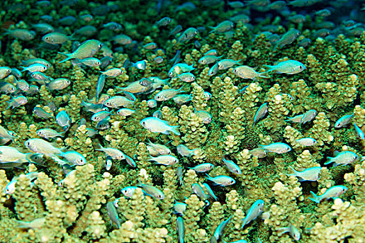 绿色,隐藏,密集,珊瑚,岛屿,班达海,太平洋,印度尼西亚,亚洲