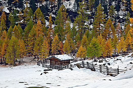 秋日树林,小屋,雪
