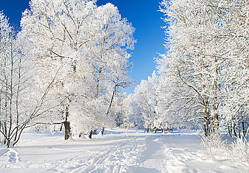 冬天,公园,雪中