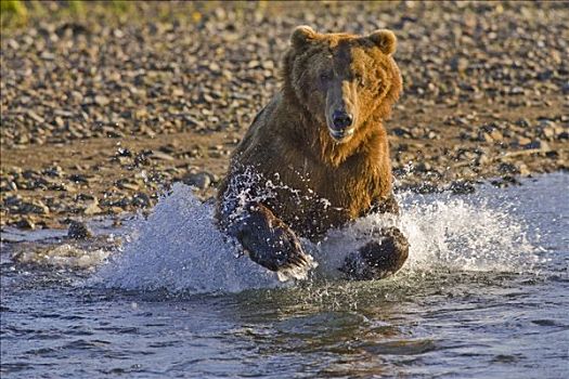 棕熊,追逐,三文鱼,区域,卡特麦国家公园,阿拉斯加