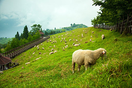 高山农场草原上,可爱的绵羊正在进食