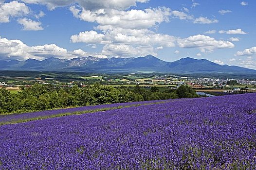 花,陆地