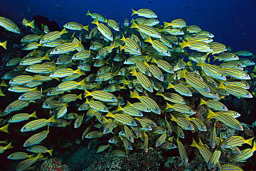 鱼群,大堡礁,澳大利亚