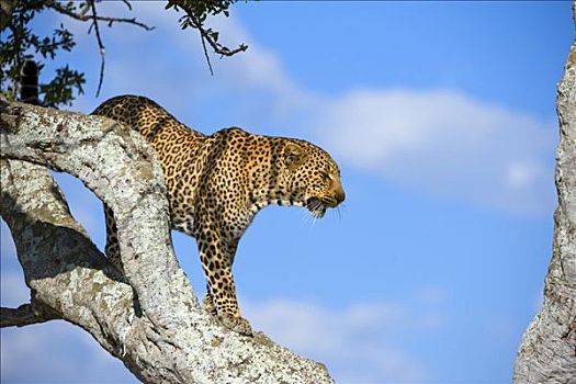 豹,肯尼亚,东非