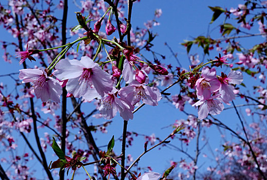 北京玉渊潭公园盛开的樱花