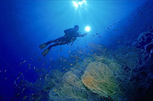 潜水,游泳,高处,柳珊瑚虫,澳大利亚