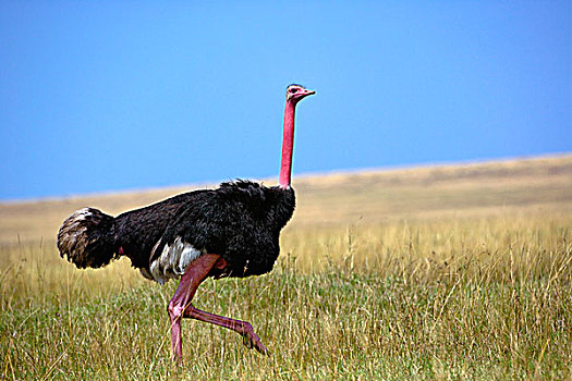 雄性,鸵鸟,婚羽,鸵鸟属,骆驼,马塞马拉野生动物保护区,肯尼亚