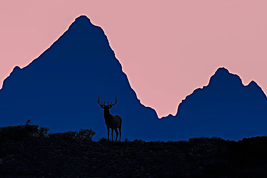 麋鹿,日落,剪影,正面,大台顿国家公园,怀俄明,美国,大幅,尺寸