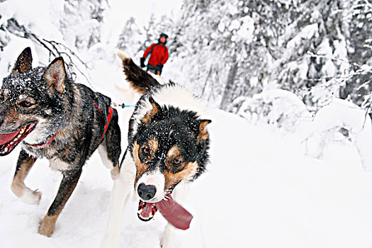 西伯利亚,爱斯基摩犬,拉拽,雪撬,男人