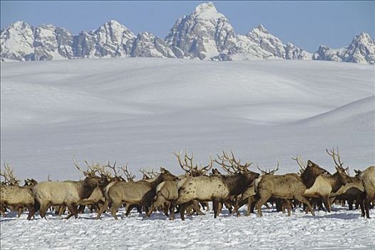 麋鹿,鹿属,鹿,牧群,积雪,地面,国家麋鹿保护区,杰克森洞山谷,怀俄明