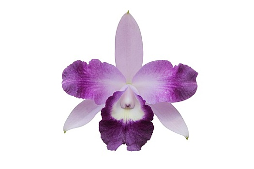 紫色,兰花,隔绝,白色背景