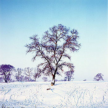 雾凇岛,冰雪,自然风光,吉林,龙潭区