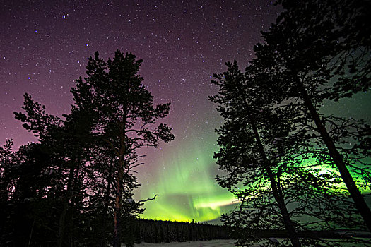 北极光,上方,拉普兰,树林,瑞典