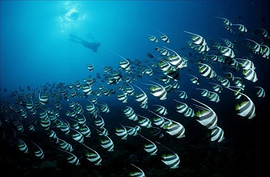 鱼群,假的,摩尔风格,潜水者,阿里环礁,马尔代夫,印度洋