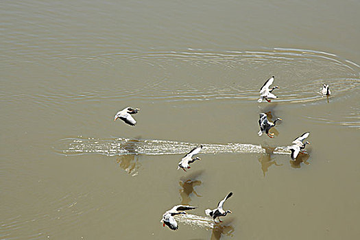 斑头雁,大雁湖