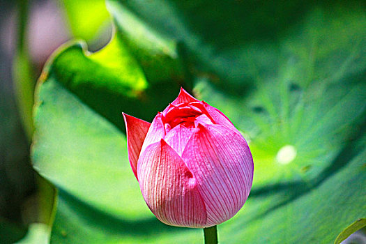 中国绿色荷叶衬托下的一朵粉红色荷花