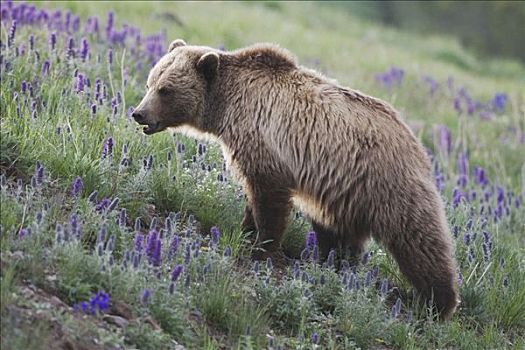 大灰熊,棕熊,成年,盛开,紫色,刘海,花,黄石国家公园,怀俄明,美国