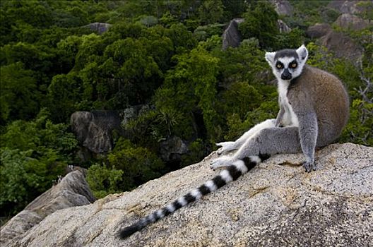 节尾狐猴,狐猴,休息,石头,脆弱,南,中心,马达加斯加