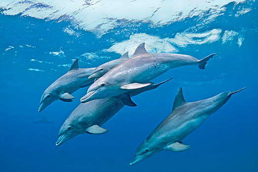 宽吻海豚,群,湾,南非,非洲