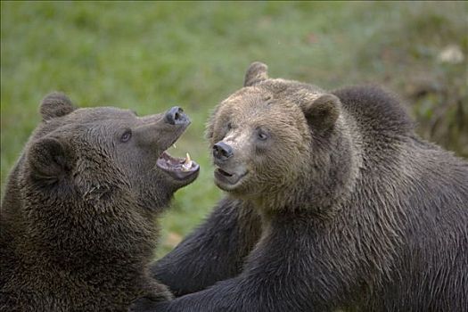 棕熊,一对,争斗,巴伐利亚,德国