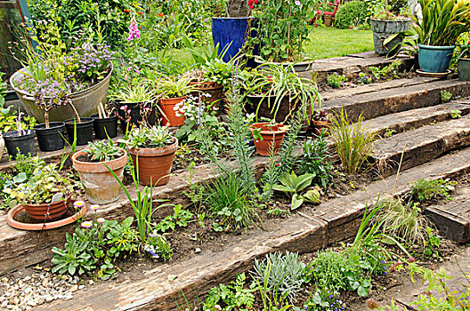 花园,木质,平台,向上,一年生植物,多年生植物,容器,植物,英格兰,欧洲