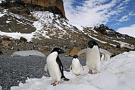 阿德利企鹅,生物群,布朗布拉夫,南极半岛,南极