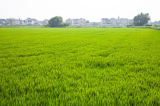 村庄水稻